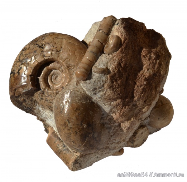 аммониты, пермь, Казахстан, Uraloceras, артинский ярус, Ammonites, Orthocerida, Paragastrioceratidae, Permian