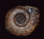 Laugeites stschurowskii