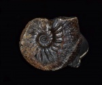 Craspedodiscus sp.
