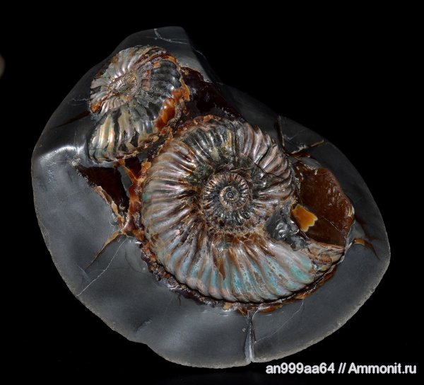 Deshayesites, нижний апт, Deshayesitidae, Aptian