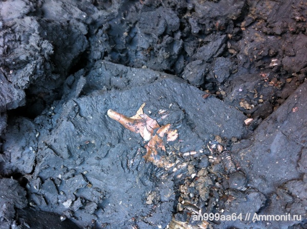 аммониты, Peltoceras, ушки, Ammonites, Aspidoceratidae, Microconchs, lappets