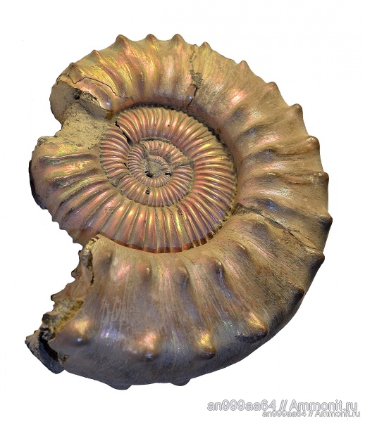 аммониты, макроконхи, Peltoceras, Дубки, Ammonites, Peltoceras schroederi, Peltoceratinae, Aspidoceratidae, Macroconchs