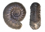 Simbirskites decheni