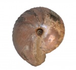 Cadochamoussetia subpatruus