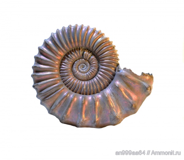 макроконхи, Peltoceras, Дубки, Ammonites, Peltoceras schroederi, Peltoceratinae, Aspidoceratidae