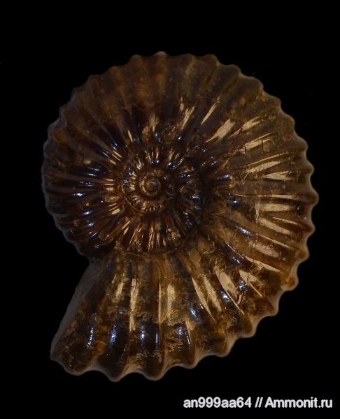 аммониты, Ammonites, Acanthohoplites