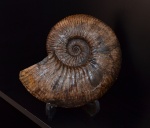 Acanthohoplites sp.