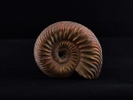Quenstedtoceras cf. intermissum