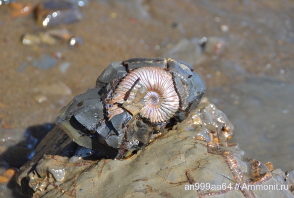 аммониты, Deshayesites, Ammonites, Aptian