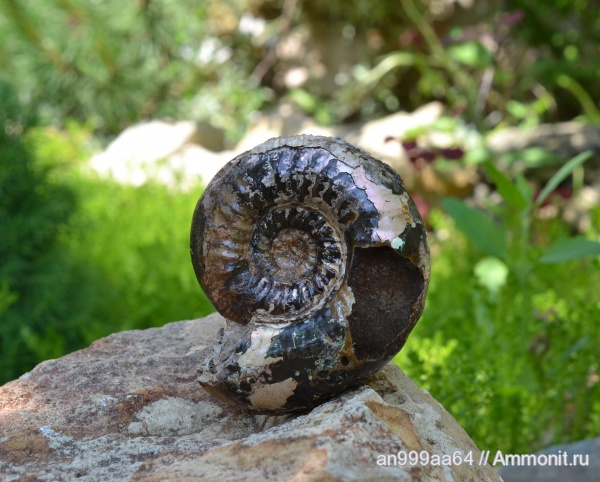 аммониты, Kepplerites, Gowericeras, Kepplerites toricellii, Gowericeras toricellii