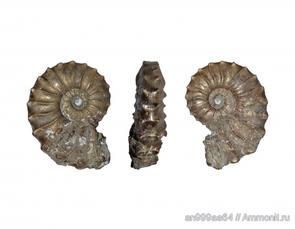 аммониты, Dufrenoya, Deshayesitidae, Deshayesitinae, Dufrenoyia dufrenoyi
