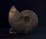 Craspedodiscus cf speetonensis