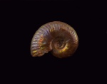 кто-то из Hecticoceratinae