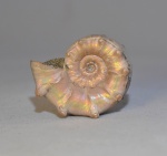 кроха Euaspidoceras