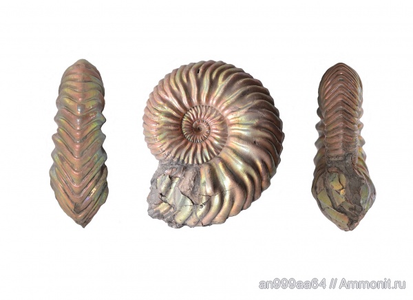 аммониты, Vertumniceras, Vertumniceras vertumnum