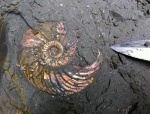 Quenstedtoceras in situ