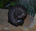 Craspedodiscus cf speetonensis