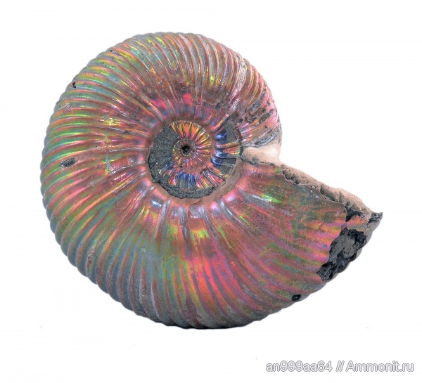 аммониты, юра, Quenstedtoceras, Дубки, Ammonites, Quenstedtoceras henrici