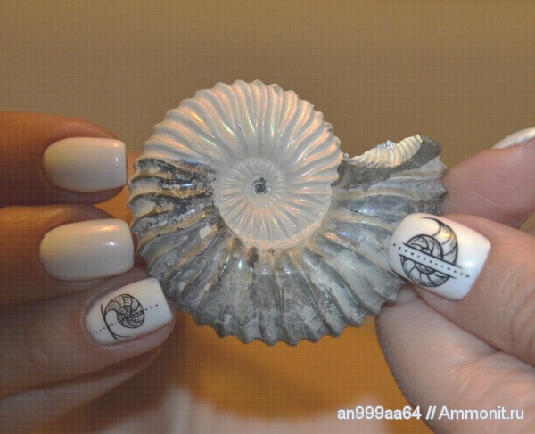 Deshayesites, апт, Deshayesites volgensis, Deshayesitidae, Aptian