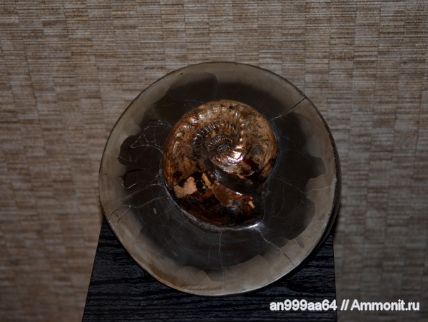 аммониты, юра, нижний келловей, Cadoceras, Cadoceras elatmae, Cadoceratinae, Cardioceratidae, Ammonites, Paracadoceras, Paracadoceras elatmae