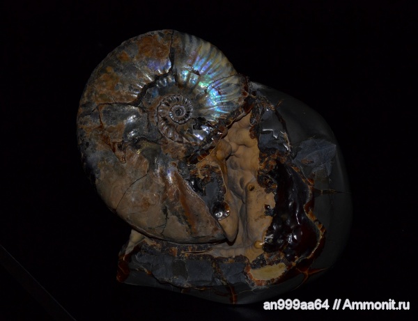 аммониты, Deshayesites, Ammonites, Paradeshayesites callidiscus, Paradeshayesites
