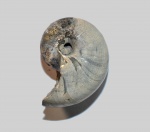 Cenoceras