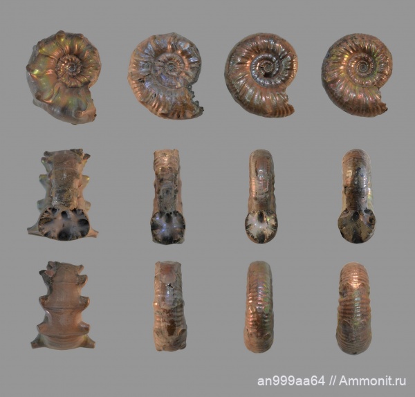 Euaspidoceras, Perisphinctidae, Aspidoceratidae, Grossouvria, Aspidoceratinae, euaspidoceras hirsutum