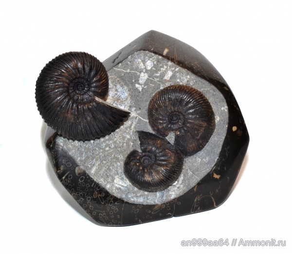 Craspedodiscus, Craspedodiscus speetonensis, Craspedodiscus discofalcatus, Simbirskitidae