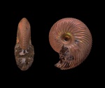 Longaeviceras