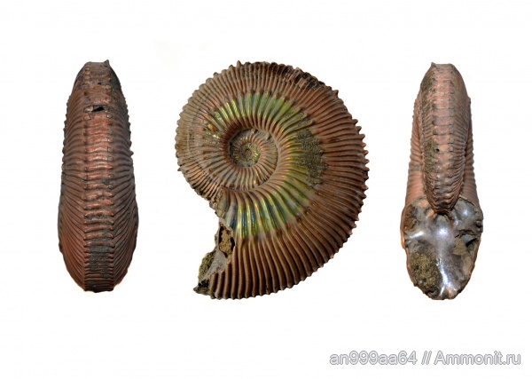 аммониты, Kosmoceras, Kosmoceratidae, Kosmoceras geminatum, Lobokosmoceras