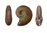 Коsmoceras (Lobokosmoceras) geminatum (Buckman)