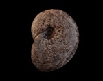 Arctoceras