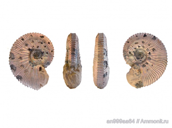 аммониты, Kosmoceras, Kosmoceras rowlstonense, Kosmoceratidae