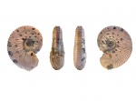 Kosmoceras cf rowlstonense