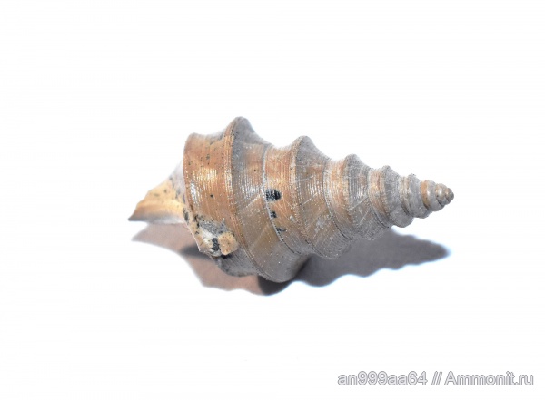 гастроподы, Dicroloma