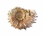 Kosmoceras spinosum