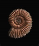 Peltoceras athletoides