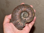 Kosmoceras duncani ?
