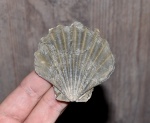 измученный Radulopecten
