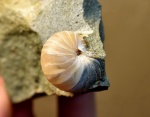 Eutrephoceras