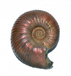 Quenstedtoceras henrici