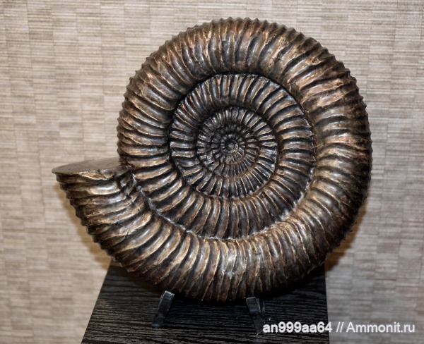 аммониты, Speetoniceras, Speetoniceras versicolor