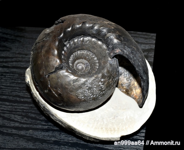 аммониты, юра, нижний келловей, Cadoceras, Cadoceras elatmae, устье, Cadoceratinae, Cardioceratidae, Ammonites, Paracadoceras, Paracadoceras elatmae
