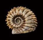 Epicheloniceras