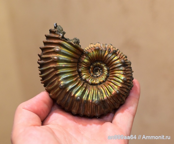 Kosmoceras, Kosmoceras spinosum