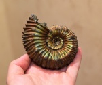 Kosmoceras spinosum