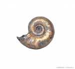 Mirosphinctes sp. Mirosphinctes sp.