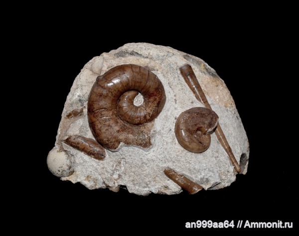 артинский ярус, Dolorthoceras, Metacoceras artiense, Metacoceras, Dolorthoceras stiliforme, Nautilida, Tainoceratoidea, Tainoceratidae, Pseudorthocerida