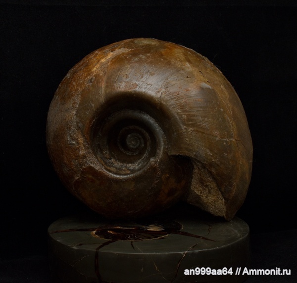 Rondiceras, устье, Cadoceratinae, Cardioceratidae