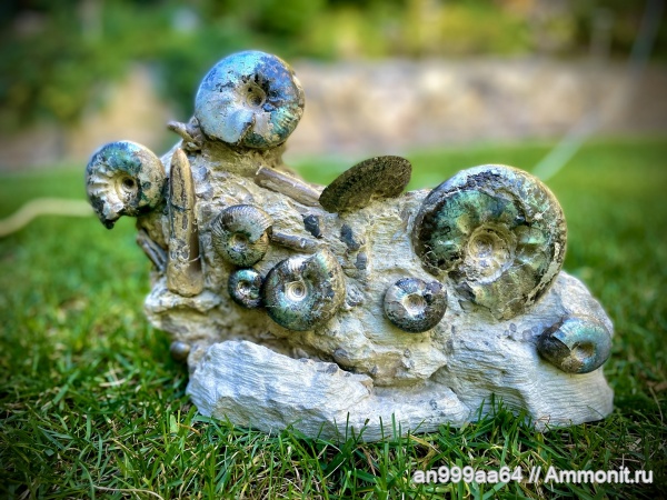 аммониты, юра, Craspedites, Ammonites